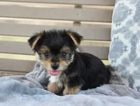 Mason , a male Yorkshire Terrier for sale in Bremen, IN – 6 of 9