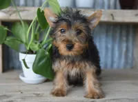 Mikey , a male Yorkshire Terrier for sale in Bremen, IN – 10 of 10