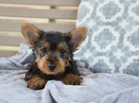 Mikey , a male Yorkshire Terrier for sale in Bremen, IN – 6 of 8