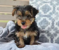 Ronnie , a male Yorkshire Terrier for sale in Bremen, IN – 6 of 6