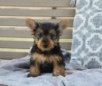 Mikey , a male Yorkshire Terrier for sale in Bremen, IN – 2 of 8