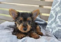 Mikey , a male Yorkshire Terrier for sale in Bremen, IN – 5 of 8