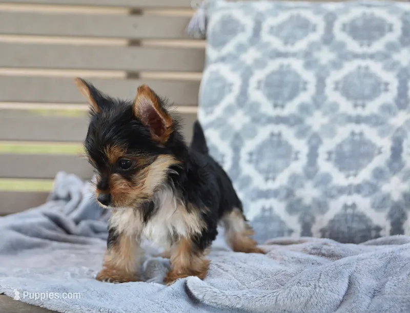 Rita  – Yorkshire Terrier puppy for sale in Bremen, IN