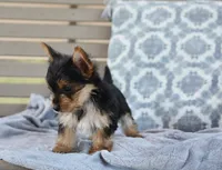 Rita , a female Yorkshire Terrier for sale in Bremen, IN – 4 of 4