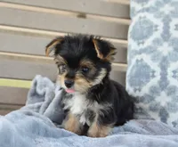 Mason , a male Yorkshire Terrier for sale in Bremen, IN – 8 of 9