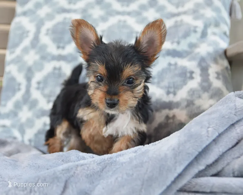 Rita  – Yorkshire Terrier puppy for sale in Bremen, IN