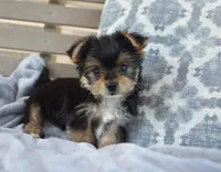 Mason , a male Yorkshire Terrier for sale in Bremen, IN – 7 of 9
