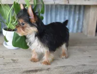 Rita , a female Yorkshire Terrier for sale in Bremen, IN – 9 of 9