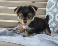 Mason , a male Yorkshire Terrier for sale in Bremen, IN – 9 of 9