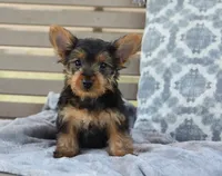 Mikey , a male Yorkshire Terrier for sale in Bremen, IN – 1 of 8