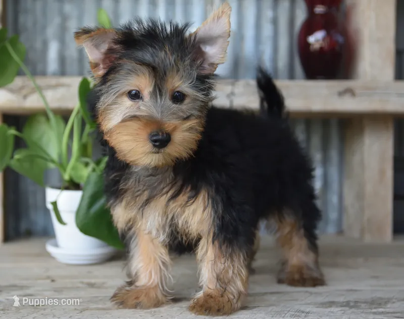 Ronnie  – Yorkshire Terrier puppy for sale in Bremen, IN
