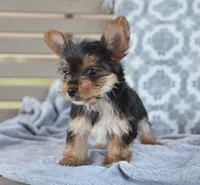 Rita , a female Yorkshire Terrier for sale in Bremen, IN – 3 of 4
