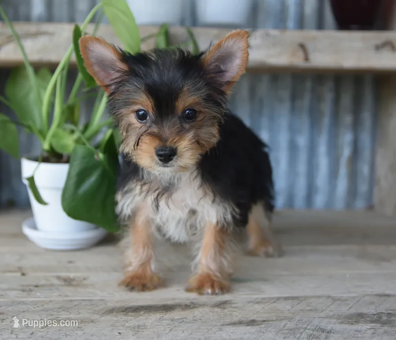 Rita  – Yorkshire Terrier puppy for sale in Bremen, IN