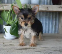 Rita , a female Yorkshire Terrier for sale in Bremen, IN – 1 of 9