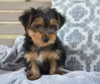 Ronnie , a male Yorkshire Terrier for sale in Bremen, IN – 3 of 6