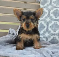 Mikey , a male Yorkshire Terrier for sale in Bremen, IN – 8 of 8