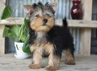 Ronnie , a male Yorkshire Terrier for sale in Bremen, IN – 5 of 5