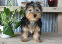 Ronnie , a male Yorkshire Terrier for sale in Bremen, IN – 3 of 5