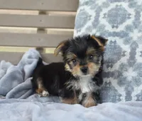 Mason , a male Yorkshire Terrier for sale in Bremen, IN – 4 of 9
