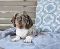 Felix , a male Miniature Dachshund for sale in Bremen, IN – 2 of 5