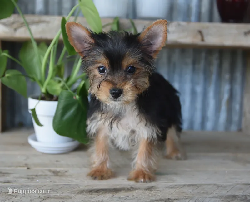Rita  – Yorkshire Terrier puppy for sale in Bremen, IN