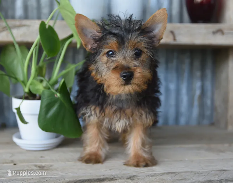 Mikey  – Yorkshire Terrier puppy for sale in Bremen, IN