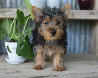 Mikey , a male Yorkshire Terrier for sale in Bremen, IN – 1 of 10
