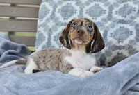 Felix , a male Miniature Dachshund for sale in Bremen, IN – 4 of 5