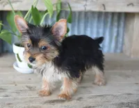 Rita , a female Yorkshire Terrier for sale in Bremen, IN – 8 of 9