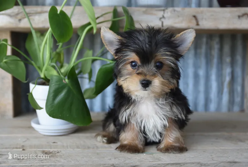 Mason  – Yorkshire Terrier puppy for sale in Bremen, IN