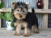 Ronnie , a male Yorkshire Terrier for sale in Bremen, IN – 4 of 5