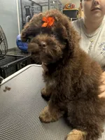 Dolly , a female French Bulldog and Poodle - Miniature  for sale in Rusk, TX – 2 of 5