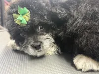 Jolene , a female French Bulldog and Poodle - Miniature  for sale in Rusk, TX – 3 of 4