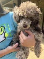 Miss Priss , a female Poodle - Miniature  for sale in Rusk, TX – 2 of 7