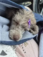 Miss Priss , a female Poodle - Miniature  for sale in Rusk, TX – 4 of 7