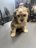 Jazzabelle , a female French Bulldog and Poodle - Miniature  for sale in Rusk, TX – 4 of 6