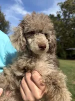 Miss Priss , a female Poodle - Miniature  for sale in Rusk, TX – 6 of 7
