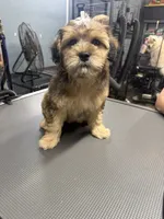 Jazzabelle , a female French Bulldog and Poodle - Miniature  for sale in Rusk, TX – 3 of 6