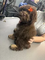 Dolly , a female French Bulldog and Poodle - Miniature  for sale in Rusk, TX – 5 of 5