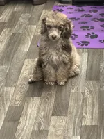 Miss Priss , a female Poodle - Miniature  for sale in Rusk, TX – 3 of 7