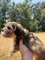 Jazzabelle , a female French Bulldog and Poodle - Miniature  for sale in Rusk, TX – 5 of 6