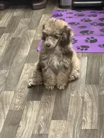 Miss Priss , a female Poodle - Miniature  for sale in Rusk, TX – 5 of 7
