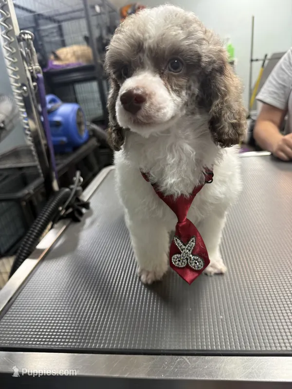 Spot  – Poodle - Miniature  puppy for sale in Rusk, TX
