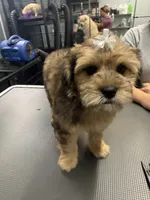 Jazzabelle , a female French Bulldog and Poodle - Miniature  for sale in Rusk, TX – 2 of 6