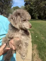 Miss Priss , a female Poodle - Miniature  for sale in Rusk, TX – 7 of 7