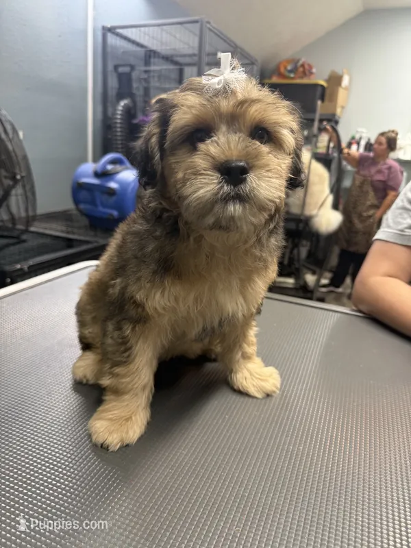 Jazzabelle  – French Bulldog, Poodle - Miniature  puppy for sale in Rusk, TX
