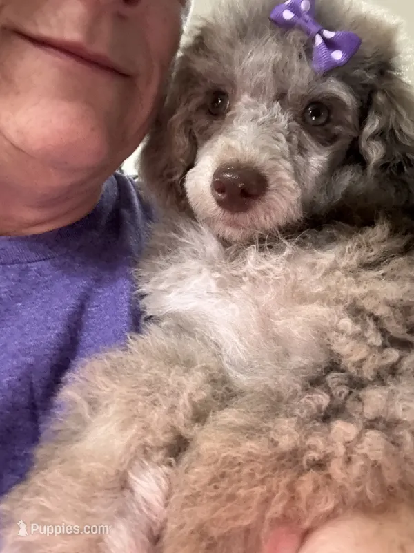 Miss Priss  – Poodle - Miniature  puppy for sale in Rusk, TX