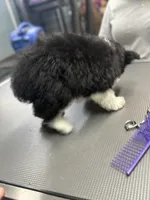 Jolene , a female French Bulldog and Poodle - Miniature  for sale in Rusk, TX – 2 of 4