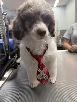 Spot , a male Poodle - Miniature  for sale in Rusk, TX – 2 of 3