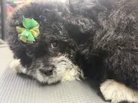 Jolene , a female French Bulldog and Poodle - Miniature  for sale in Rusk, TX – 1 of 4